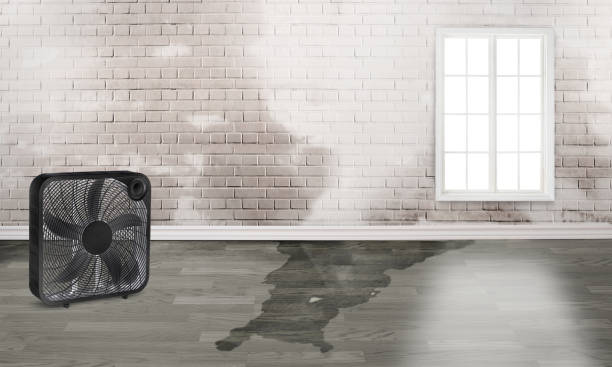Best Local water damage restoration  in Montana City, MT